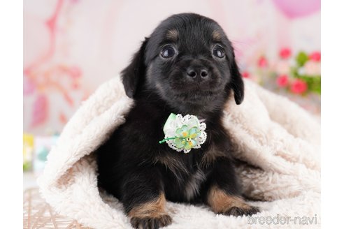 販売中の東京都のミックス犬-397861の6枚目