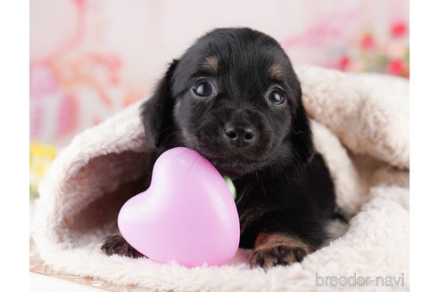 販売中の東京都のミックス犬-397861の7枚目