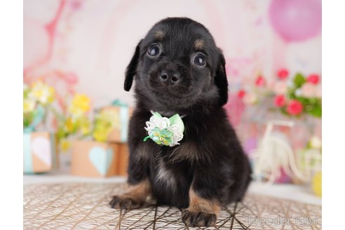 販売中の東京都のミックス犬-397861の8枚目