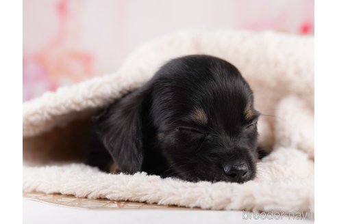 販売中の東京都のミックス犬-397861の9枚目