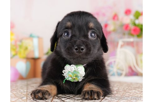 販売中の東京都のミックス犬-397861の5枚目