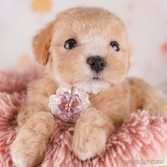販売中の東京都のミックス犬-397863の1枚目