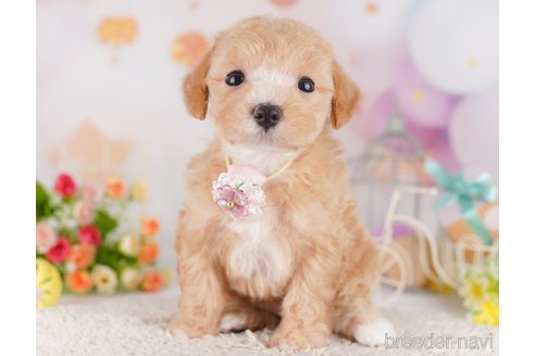 販売中の東京都のミックス犬-397863の5枚目