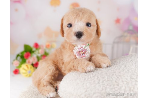 販売中の東京都のミックス犬-397863の6枚目