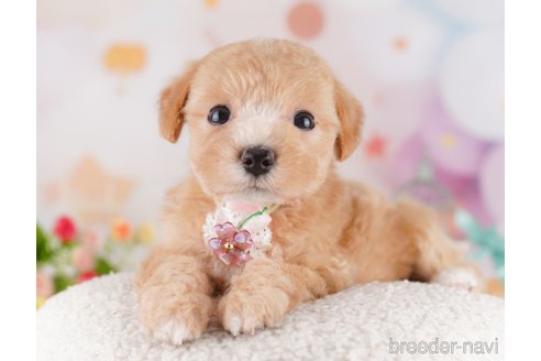 販売中の東京都のミックス犬-397863の7枚目