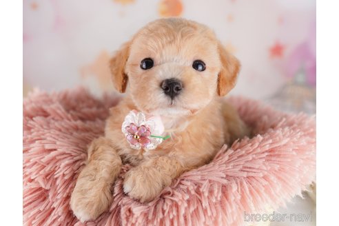 販売中の東京都のミックス犬-397863の9枚目