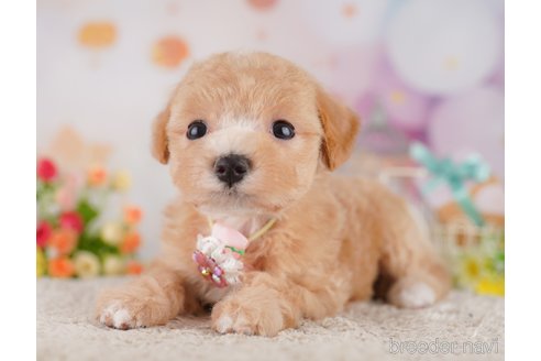 販売中の東京都のミックス犬-397863の8枚目