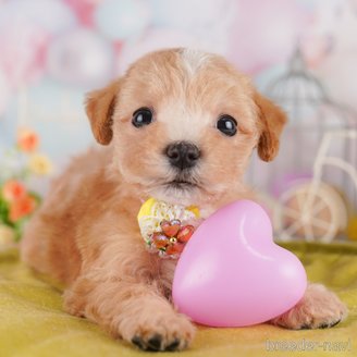 販売中の東京都のミックス犬-397864の1枚目