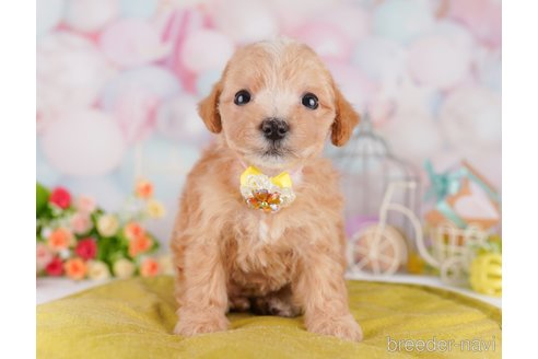 販売中の東京都のミックス犬-397864の6枚目