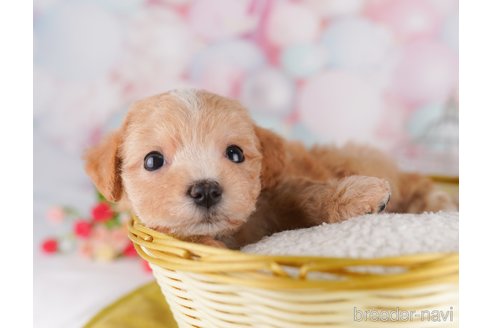 販売中の東京都のミックス犬-397864の7枚目