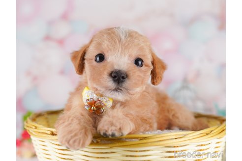 販売中の東京都のミックス犬-397864の8枚目
