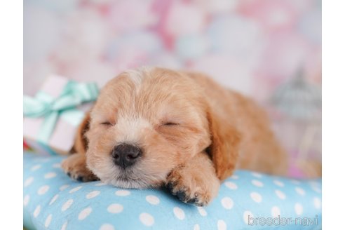 販売中の東京都のミックス犬-397864の9枚目