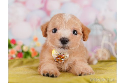 販売中の東京都のミックス犬-397864の5枚目