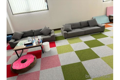 販売中の栃木県のビションプー:ビションフリーゼ×トイプードル-396857の12枚目