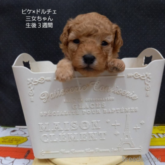 販売中の大阪府のタイニープードル-392215