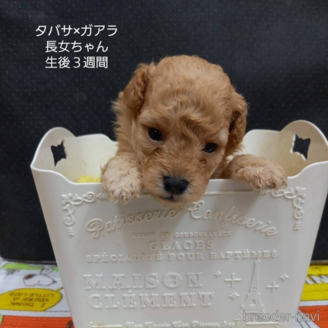販売中の大阪府のタイニープードル-392217