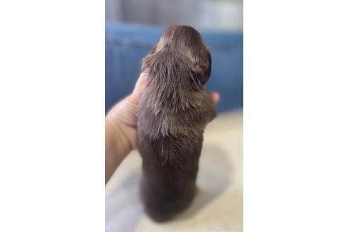 販売中の東京都のカニンヘンダックスフンド(ロングヘアード)-393632の3枚目