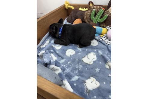 成約済の群馬県のフレンチブルドッグ-394878の3枚目