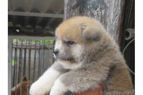 販売中の香川県の秋田犬-396478の3枚目