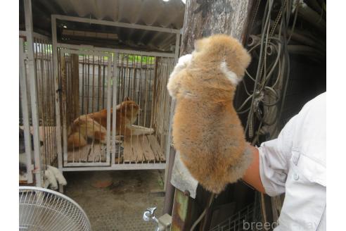 販売中の香川県の秋田犬-396478の2枚目