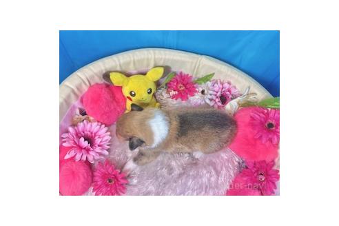 販売中の愛知県のラフコリー-396485の4枚目