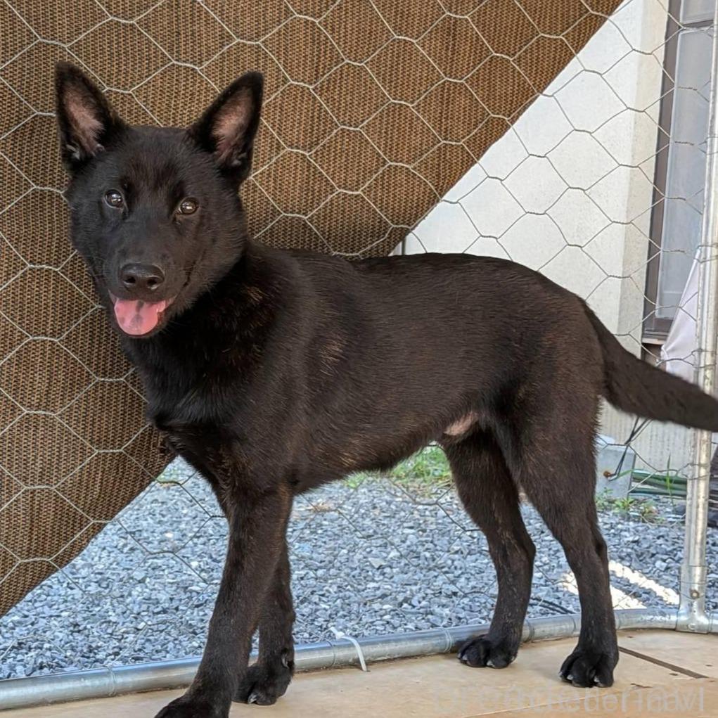 販売中の岡山県の甲斐犬-373757