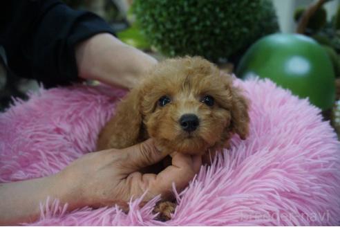 販売中の京都府のタイニープードル-392357の4枚目