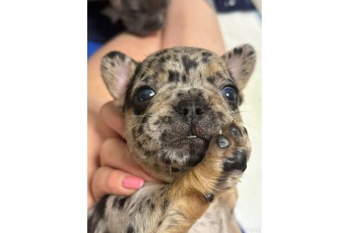 販売中の青森県のフレンチブルドッグ-396656の3枚目