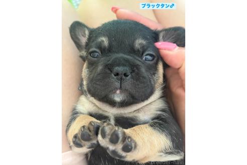 販売中の青森県のフレンチブルドッグ-396661の2枚目