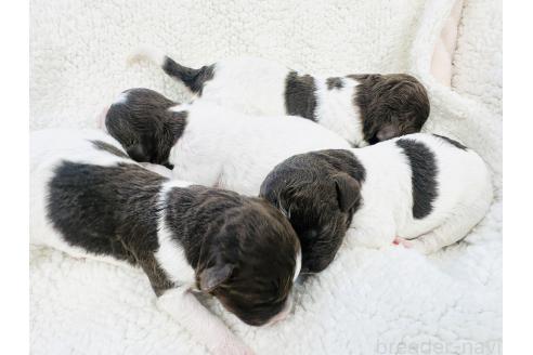 販売中の群馬県のロマーニャウォータードッグ(ラゴット)-396676の3枚目