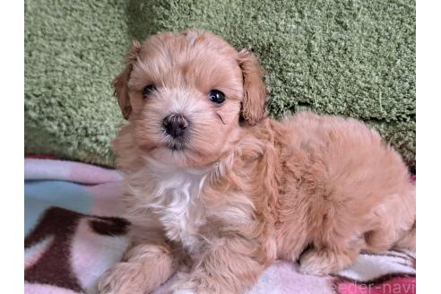 商談中の愛知県のマルプー:マルチーズ×トイプードル-395866の2枚目