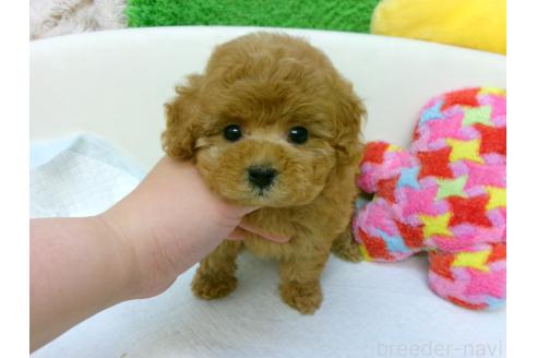 販売中の大阪府のトイプードル-396675の2枚目