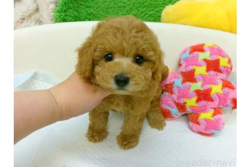 販売中の大阪府のトイプードル-396683の2枚目