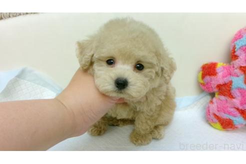 販売中の大阪府のトイプードル-396692の1枚目