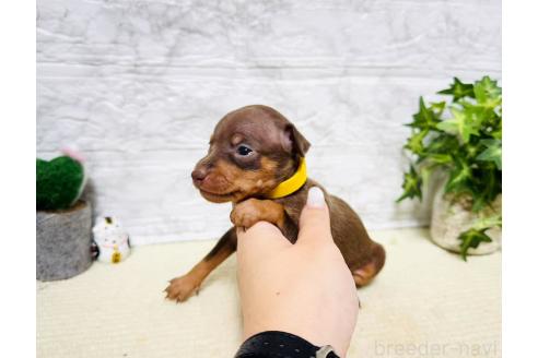 販売中の岐阜県のミニチュアピンシャー(ミニピン)-396695の9枚目