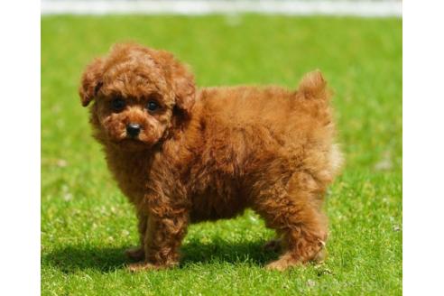 販売中の群馬県のトイプードル-396712の4枚目