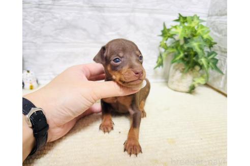 販売中の岐阜県のミニチュアピンシャー(ミニピン)-396723の6枚目