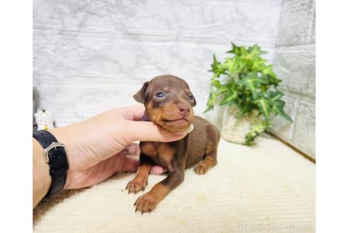 販売中の岐阜県のミニチュアピンシャー(ミニピン)-396723の4枚目