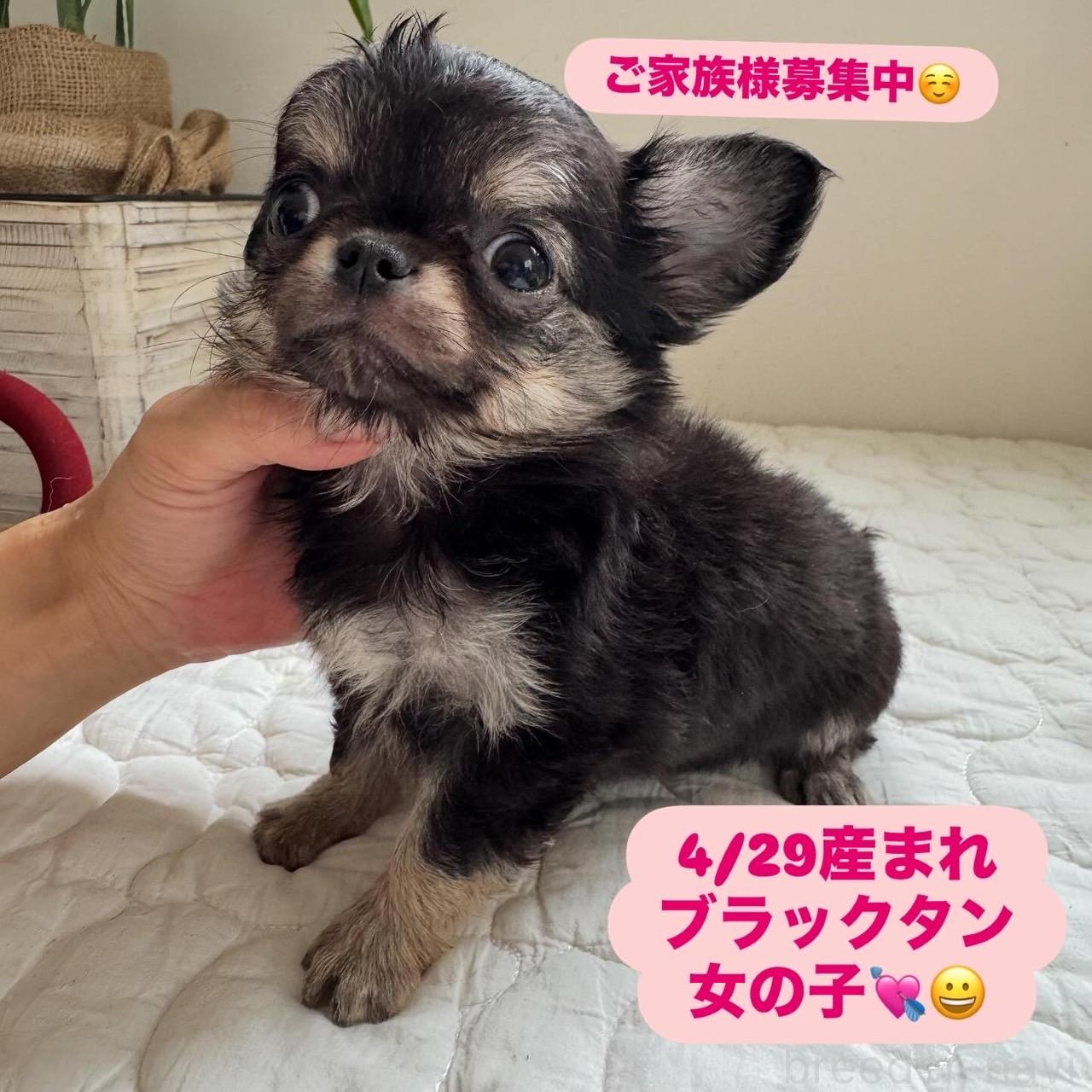 販売中の東京都のチワワ(ロングコート)-396735の2枚目