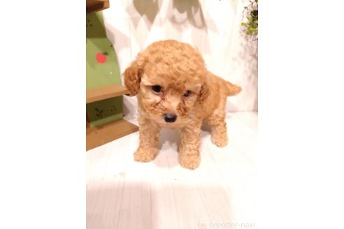 販売中の三重県のタイニープードル-396737の8枚目
