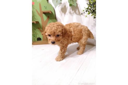 販売中の三重県のタイニープードル-396737の3枚目