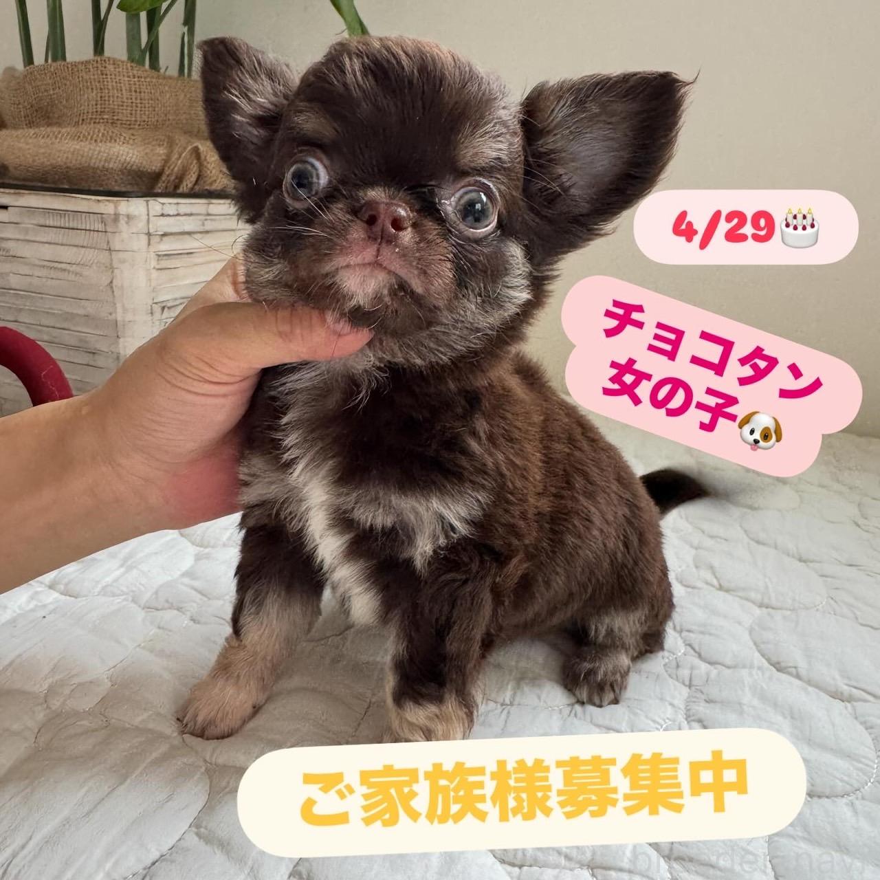 販売中の東京都のチワワ(ロングコート)-396738の7枚目