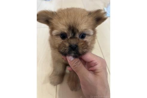 成約済の熊本県のミックス犬-391189