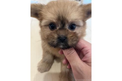 成約済の熊本県のミックス犬-391189の5枚目