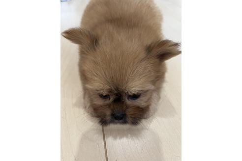 成約済の熊本県のミックス犬-391189の4枚目