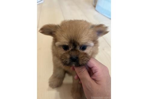 成約済の熊本県のミックス犬-391189の2枚目