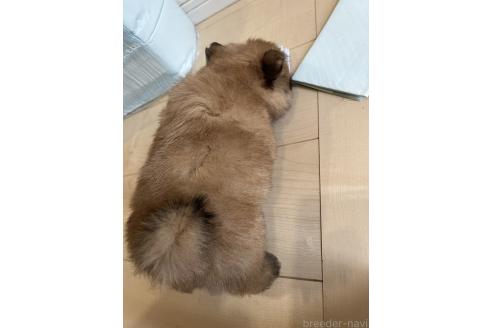 成約済の熊本県のミックス犬-391188の2枚目