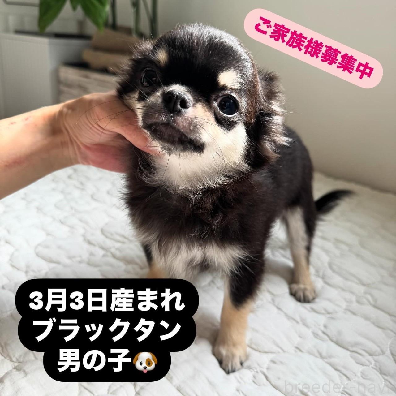 販売中の東京都のチワワ(ロングコート)-396741の11枚目