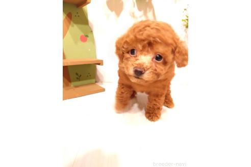 販売中の三重県のタイニープードル-396742