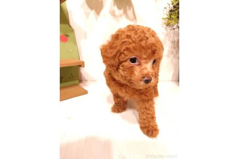 販売中の三重県のタイニープードル-396742の8枚目
